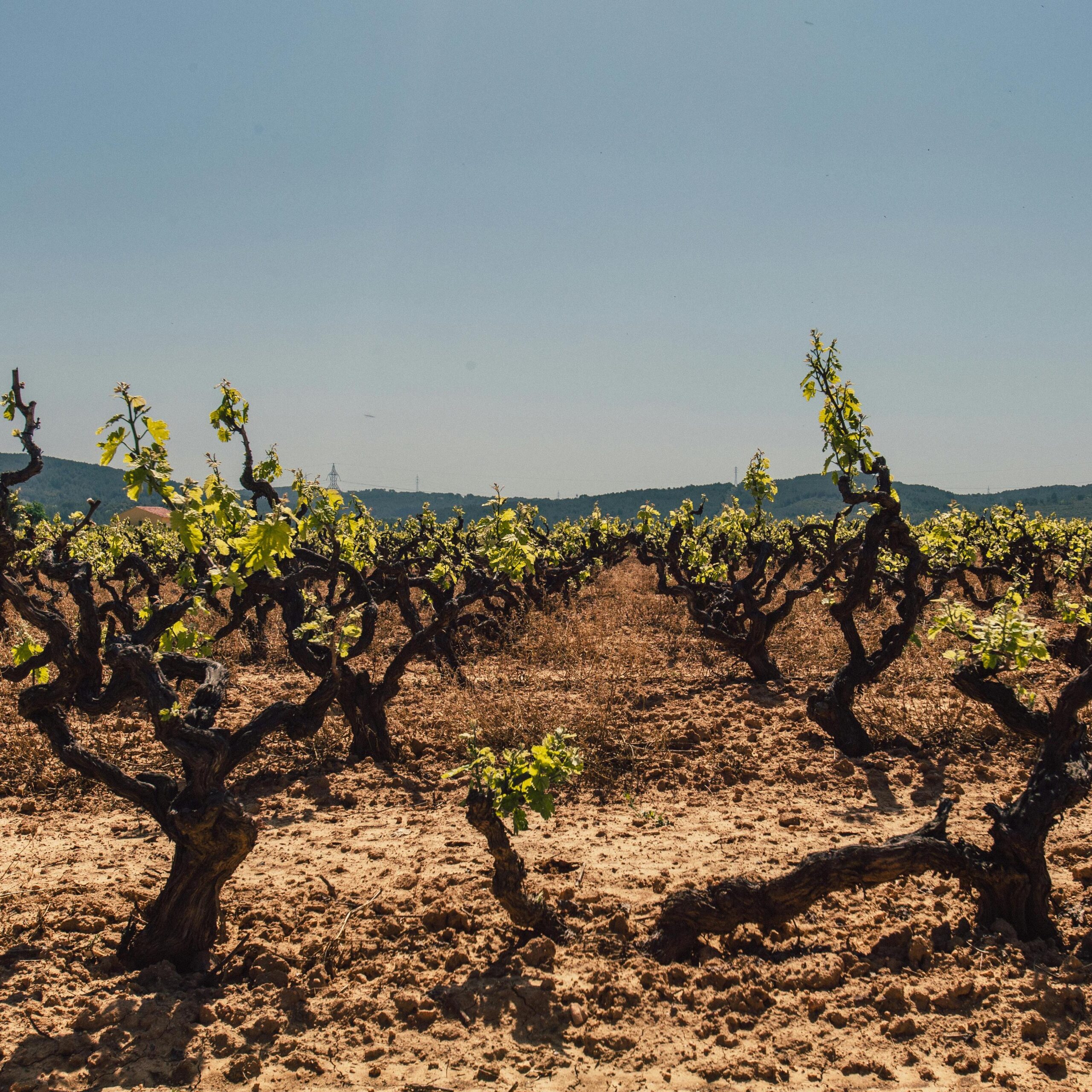 Szőlőterület, fotó Pexels: Juan Pablo Serrano
