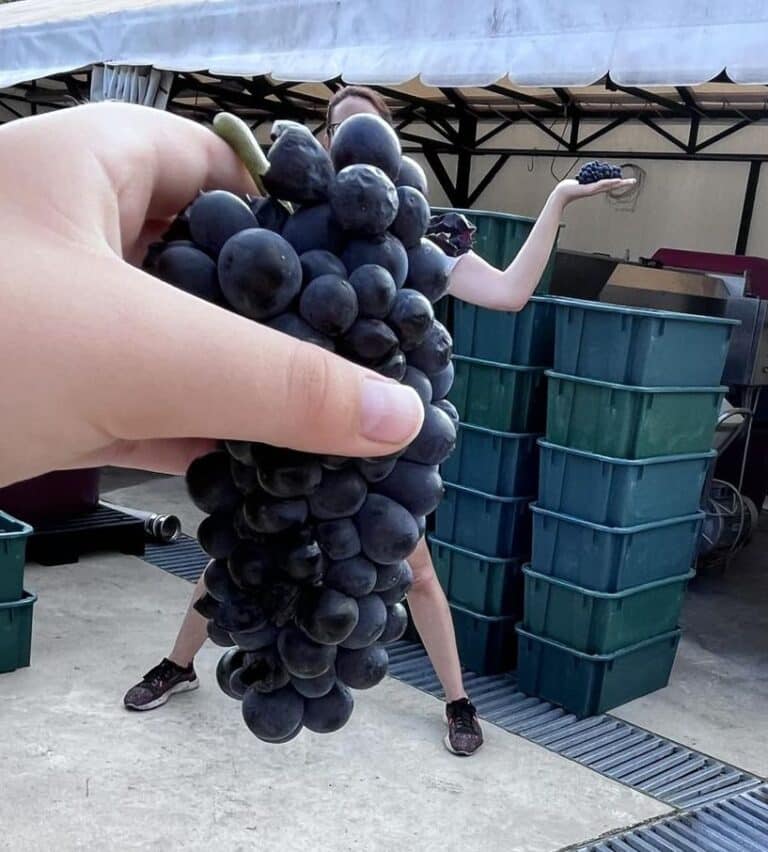 Csetvei Kriszti móri borász szüret szőlő