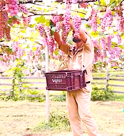 A rózsaszín japán koshu szőlőfajta
