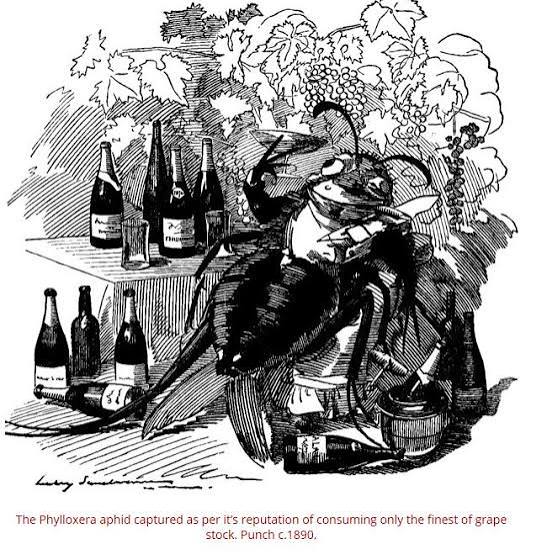 Filoxára karikatúra